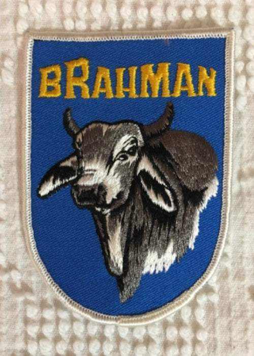 BRAHMAN Cattle Patch